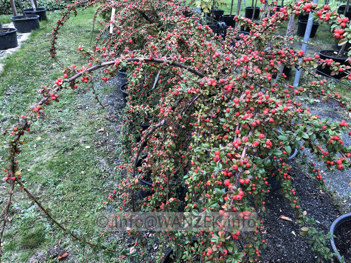 Cotoneaster dammeri Coral Beauty - haengendes Staemmchen Herbst.JPG